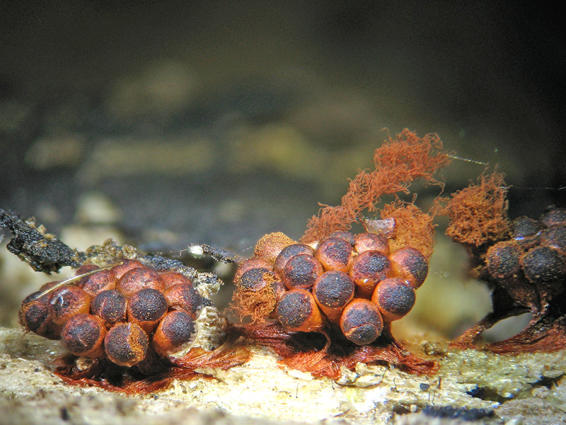 Metatrichia vesparium